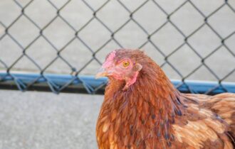 Suspeita de gripe aviária em granja comercial de SC é descartada; há 12 investigações