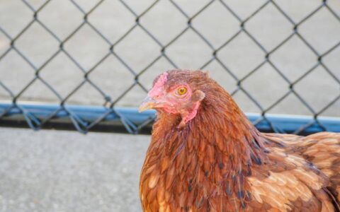 Suspeita de gripe aviária em granja comercial de SC é descartada; há 12 investigações