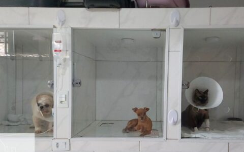 clinicas-veterinarias-devem-ob