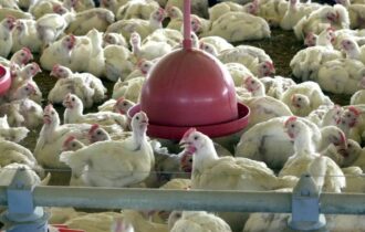 Ministério da Agricultura e Pecuária confirma primeiro foco de gripe aviária em granja comercial no Brasil