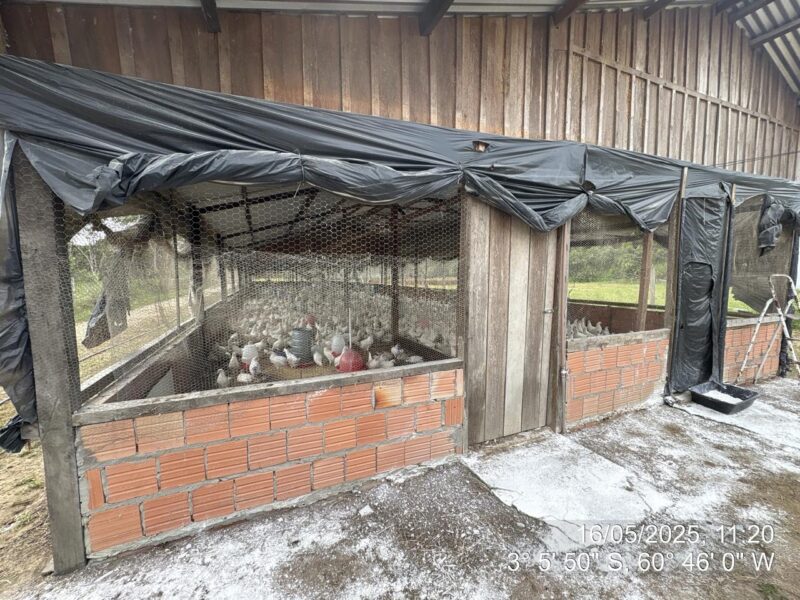 seis-granjas-no-am-sao-notific