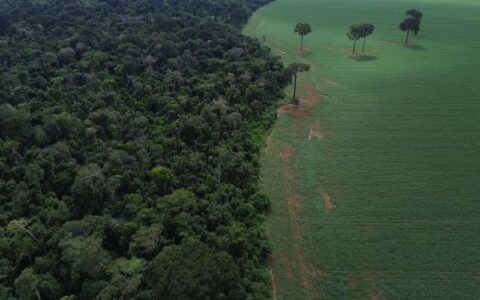 tropicos-registram-perda-recor