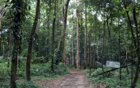 vpl-21592021-desmonte-do-licen