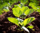 seguranca-alimentar-e-conserva