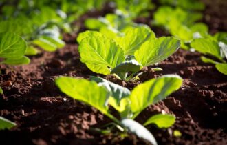 seguranca-alimentar-e-conserva