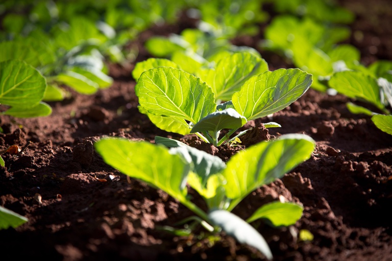 seguranca-alimentar-e-conserva