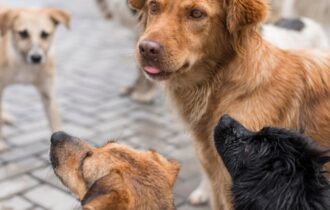 animais-comunitarios-sao-foco-