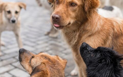 animais-comunitarios-sao-foco-
