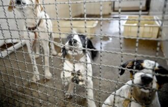 lei-proibe-testes-com-animais-