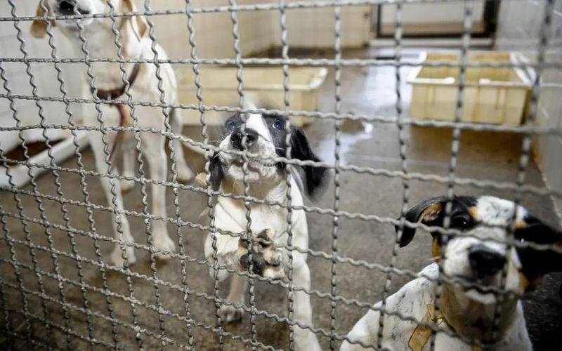 lei-proibe-testes-com-animais-