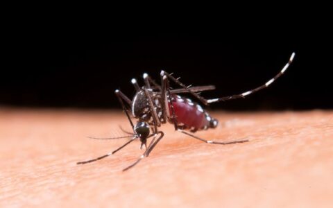 brasil-inaugura-maior-biofabri