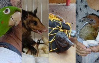 ipaam-resgata-quatro-animais-s
