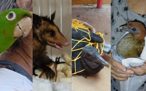 ipaam-resgata-quatro-animais-s