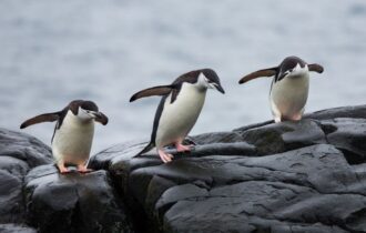 mais-de-700-pinguins-sao-encon