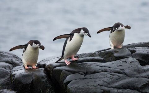 mais-de-700-pinguins-sao-encon