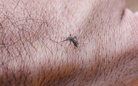 Infecções por Aedes aegypti elevam risco de complicações no parto
