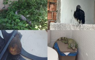 alvorada-e-ponta-negra-sao-os-