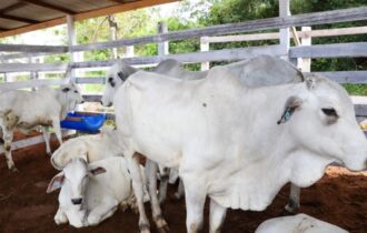 Governo do AM e Faea promovem o 1º Leilão de animais da pecuária