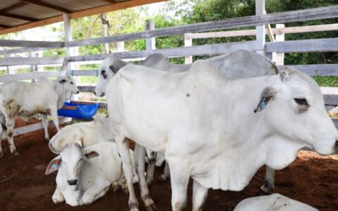 Governo do AM e Faea promovem o 1º Leilão de animais da pecuária