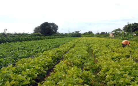 produtores-rurais-terao-acesso