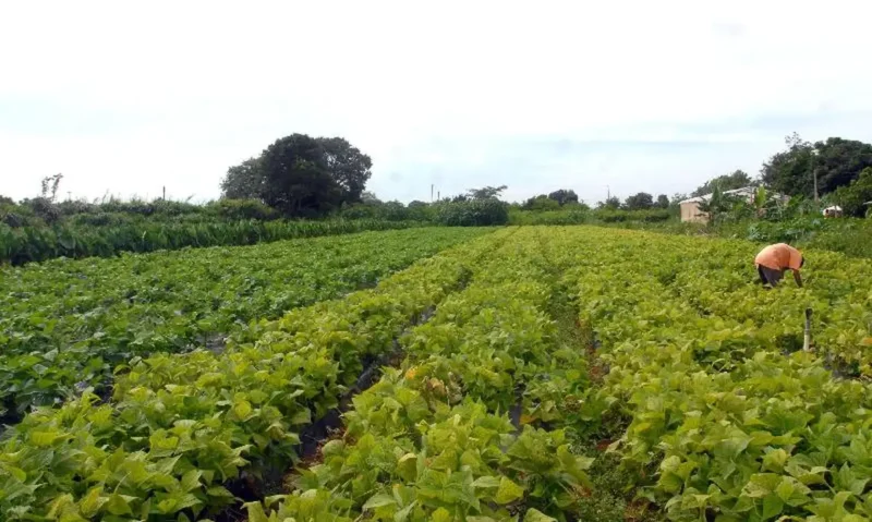 produtores-rurais-terao-acesso