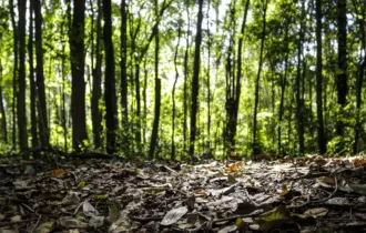 Produção florestal tem expansão de 16,7% e gira R$ 44,3 bi no Brasil