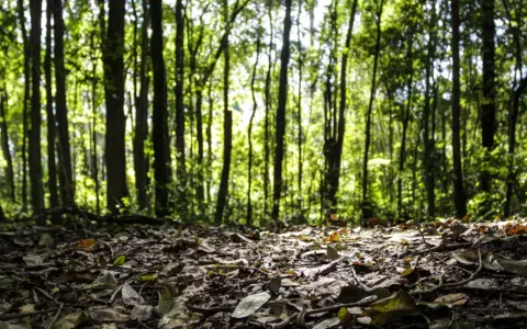 Produção florestal tem expansão de 16,7% e gira R$ 44,3 bi no Brasil