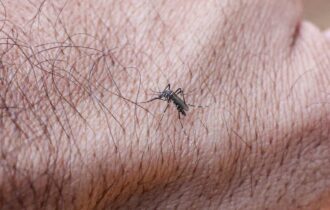 Infecções por Aedes aegypti elevam risco de complicações no parto