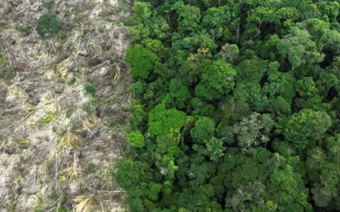 amazonia-perde-52-milhoes-de-h