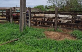 MPAM realiza fiscalização no novo matadouro de Eirunepé