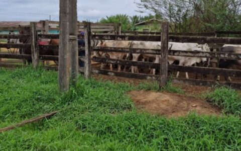 MPAM realiza fiscalização no novo matadouro de Eirunepé