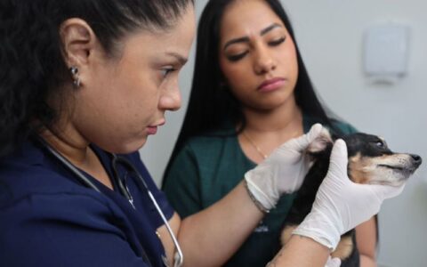 Atendimentos no hospital veterinário ocorrem de segunda a sábado