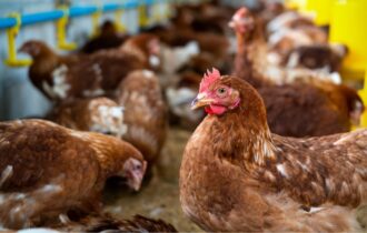 Gripe aviária: Agricultura prorroga estado de emergência zoossanitária por 180 dias