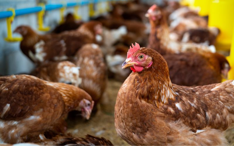 Gripe aviária: Agricultura prorroga estado de emergência zoossanitária por 180 dias