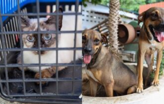 programa-racao-do-meu-pet-vai-