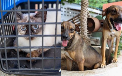programa-racao-do-meu-pet-vai-