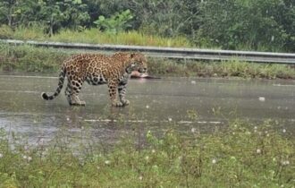 Onça-pintada ataca homem e mata cachorro em estrada de Iranduba