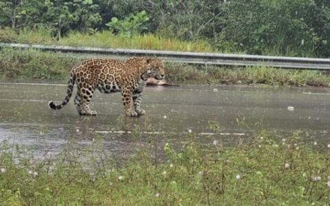 Onça-pintada ataca homem e mata cachorro em estrada de Iranduba