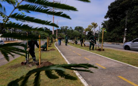 arborizacao-em-manaus-bate-met