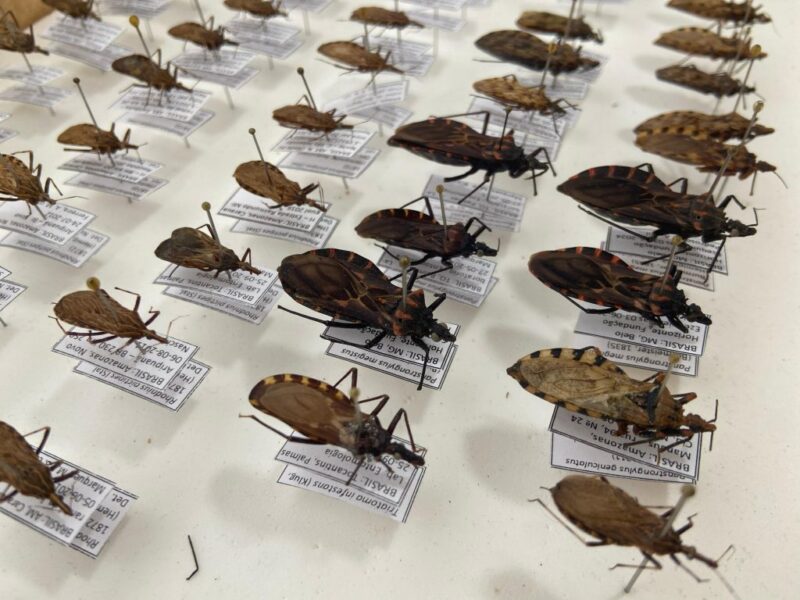 doenca-de-chagas-tem-surto-em-
