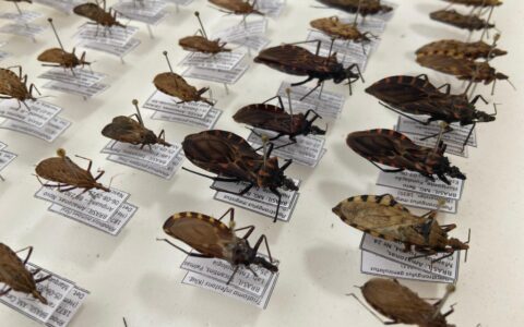 doenca-de-chagas-tem-surto-em-