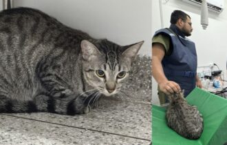 sepet-resgata-gatos-apos-denun