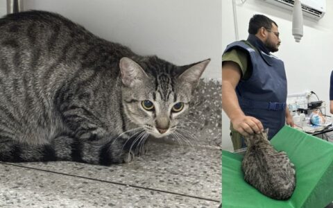 sepet-resgata-gatos-apos-denun