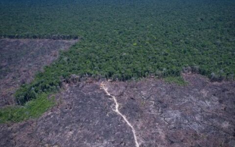 amazonia-legal-desmatamento-pr
