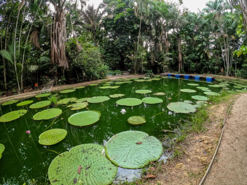 manaus-comeca-2026-entre-os-5-