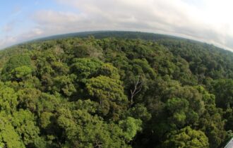 desmatamento-no-amazonas-cai-5