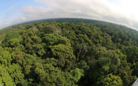 desmatamento-no-amazonas-cai-5