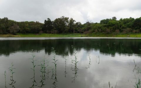 varzeas-e-igapos-do-amazonas-e