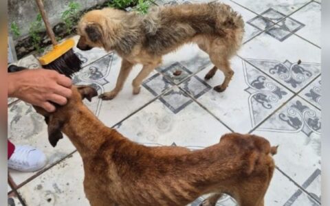violencia-contra-animais-cresc