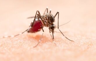 chikungunya-entenda-doenca-que
